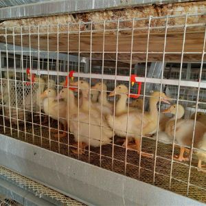 養(yǎng)鴨設(shè)備龍門式上料機(jī)